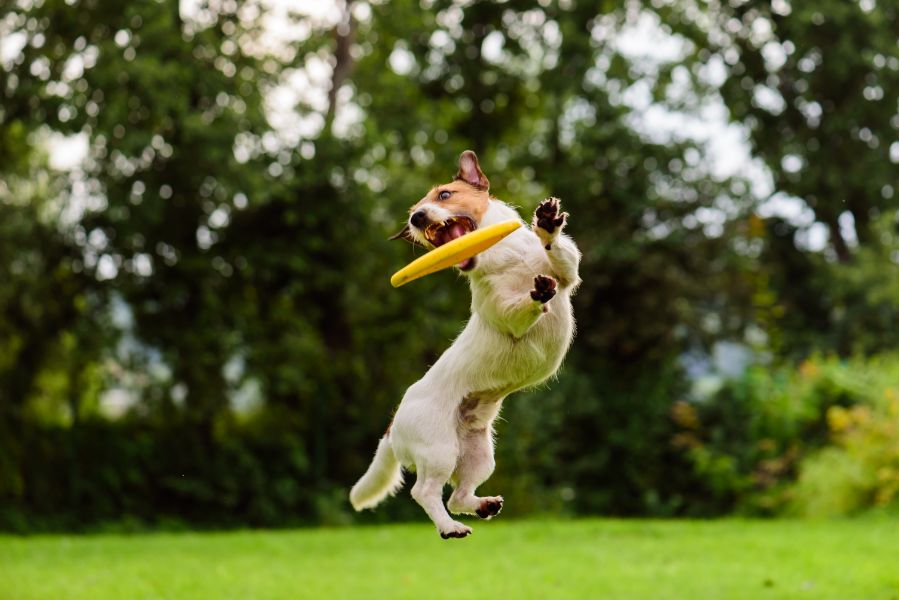 Understanding Animal Behavior